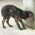 Aragona – Da bagni pubblici, a “locali di degenza per cani affetti da rogna”