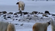 Sicilia: Vietata la caccia all’orso polare