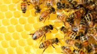 Inviato Speciale – La moria delle api nella provincia di Udine