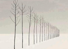 Alberi nella neve – di Sara Milla
