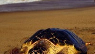 Il WWF e le tartarughe marine in Sicilia