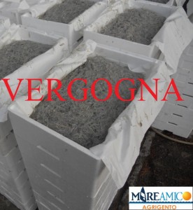 pesca novellame vergogna