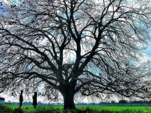 Quercia Vallonea di San Sebastiano in Galatina. Foto di Oreste Caroppo