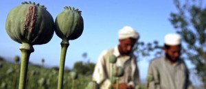afghanistan-papaveri-oppio