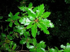 Quercus caroppoi. 14 sett. 2012.