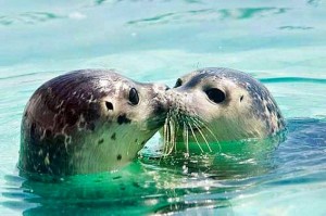 Foca monaca del Mediterraneo