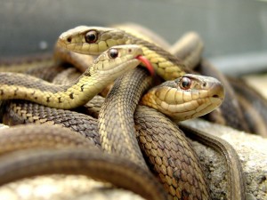 serpenti