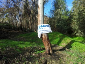 Biomasse_Mazzarino
