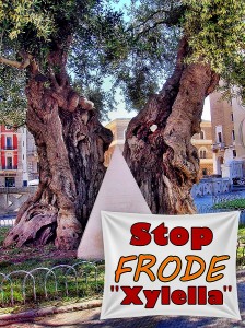 STOP FRODE ''XYLELLA'' - Ulivo simbolico in piazza Sant'Oronzo a Lecce (2)