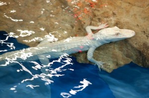 alligatore albino