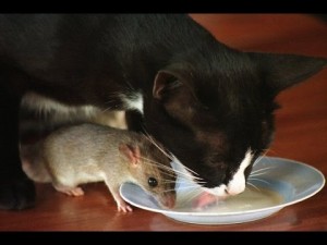 topi e gatti