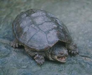 tartaruga azzannatrice