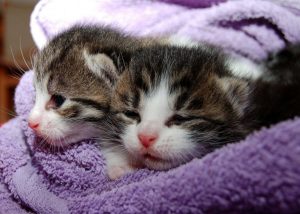 eb35b4082df31c3e81584d04ee44408be273ead31bb3134597f5_1280_gatto-768x548