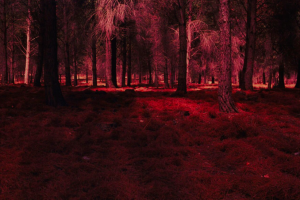Rafael Y. Herman: Artificialis Revera, 2010, Chromogenic, 180 x 270cm / 71 x 106 inch