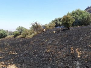 Incendi in Sicilia. Solo cenere e carbone per il Governo Regionale !