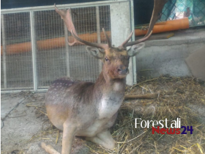Daino Ferito a Isnello. Il Soccorso Montano Forestale di Polizzi Generosa, lo trasferisce a Ficuzza