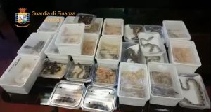 sequestro rettili