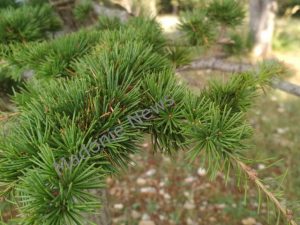 Madonie. Protocollo d'intesa per il ripristino della fauna e del turismo a Piano Zucchi. Occasione da sfruttare con i lavoratori forestali