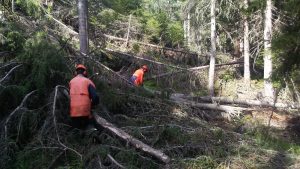 Voci di depennamenti ai danni dei Forestali. Effetto domino Ragusa-Bruxelles