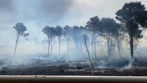 Incendio al bosco del Magaggiaro