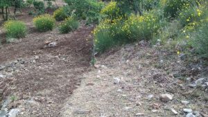Oggi inizia il servizio antincendio in Sicilia. A breve anche i Forestali della manutenzione