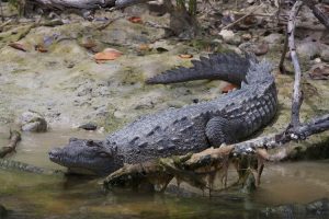 American_Crocodile_(Crocodylus_acutus)