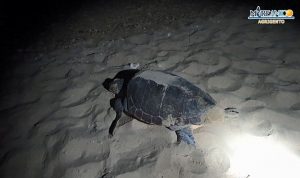 caretta caretta