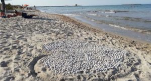 Il cuore realizzato raccogliendo conchiglie nell’area protetta